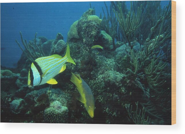 Retro Images Archive Wood Print featuring the photograph Exotic Fish by Retro Images Archive