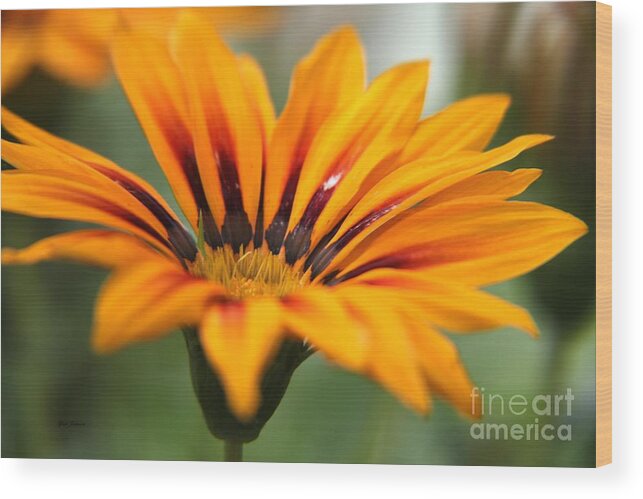 Flowers Wood Print featuring the photograph Exotic Flower by Yumi Johnson