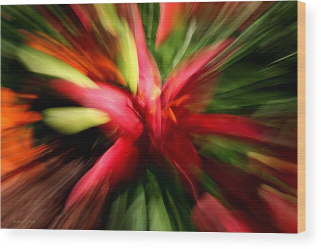 Lily Wood Print featuring the photograph Exploding Lily by Andrea Platt