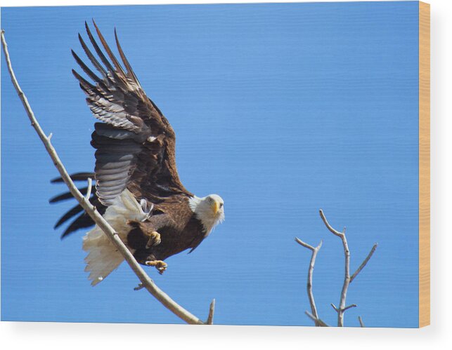 Soaring Wood Print featuring the photograph Eye of the Eagle by Jim Garrison