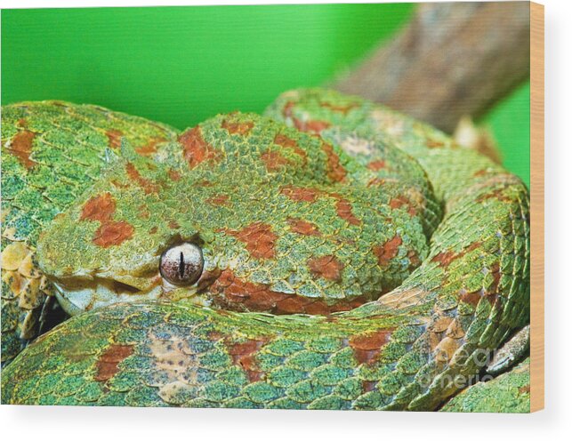 Animal Wood Print featuring the photograph Eyelash Viper by Millard H. Sharp