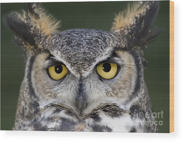 Owl Wood Print featuring the photograph Eyes for you by Wildlife Fine Art