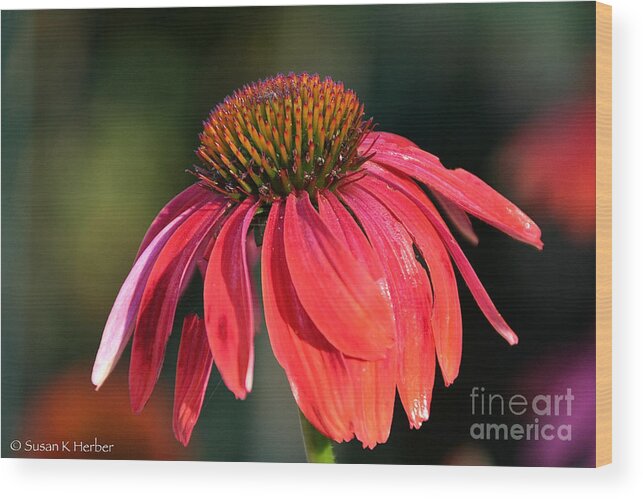 Flower Wood Print featuring the photograph Facing The Elements by Susan Herber