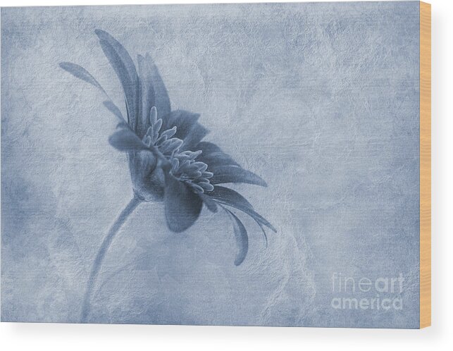 Flower Wood Print featuring the photograph Faded beauty cyanotype by John Edwards