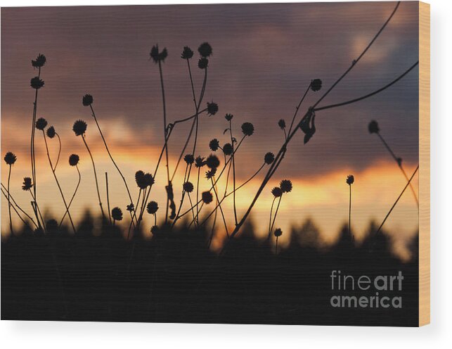 Landscapes Wood Print featuring the photograph Faded flowers by Cheryl Baxter