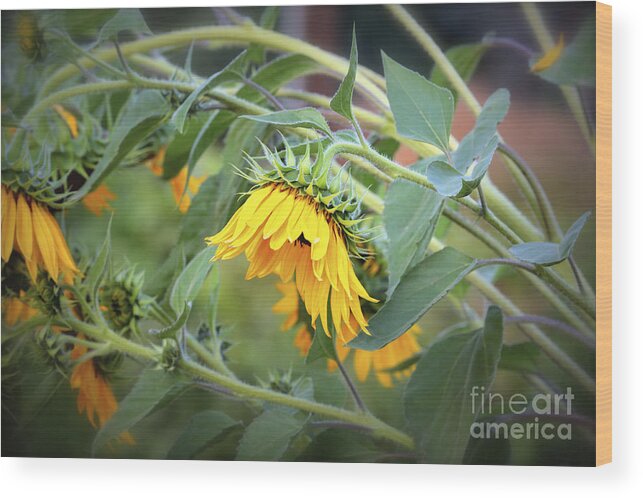 Sunflowers Wood Print featuring the photograph Fading Sunflower by Carol Groenen