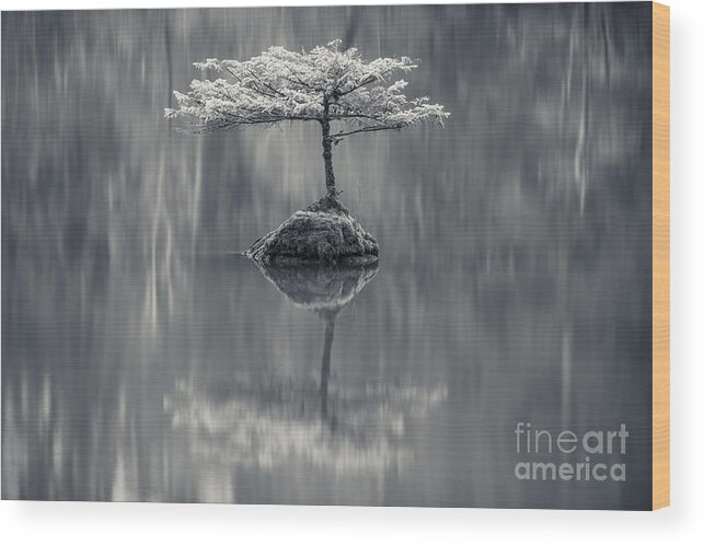 Bonsai Wood Print featuring the photograph Fairy Lake Fir Black and White by Carrie Cole