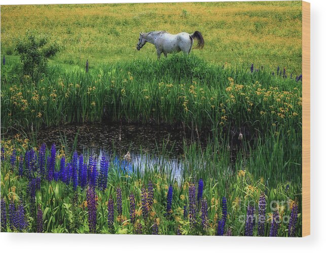 Horse Wood Print featuring the photograph Fairy Tale by Brenda Giasson