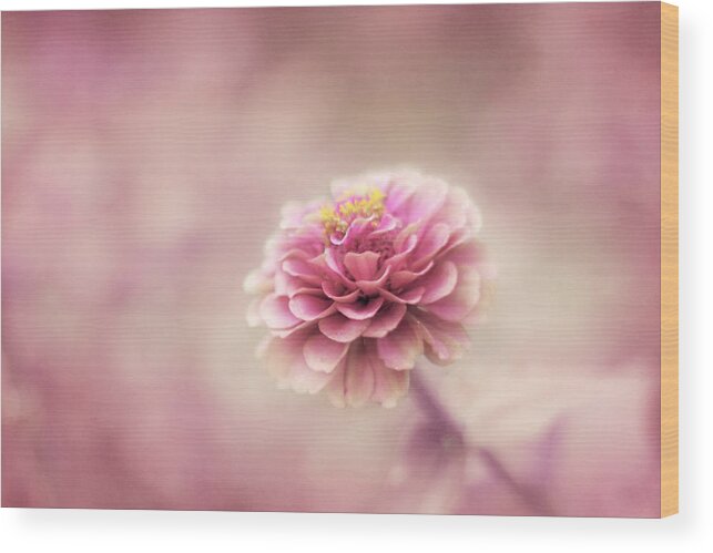 Pink Flower Wood Print featuring the photograph Fairytale Ending by Amy Tyler