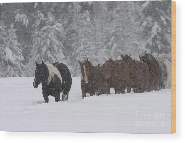 Horses Wood Print featuring the photograph Faith Will Bring You Home by Diane Bohna