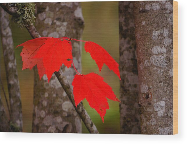 Autumn Wood Print featuring the photograph Fall Aflame by Ronda Broatch