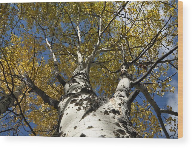 Gold Wood Print featuring the photograph Fall Aspen by Frank Madia