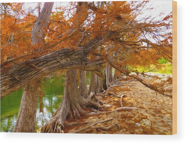 Fall Colors Wood Print featuring the photograph Fall Brilliance by David Norman