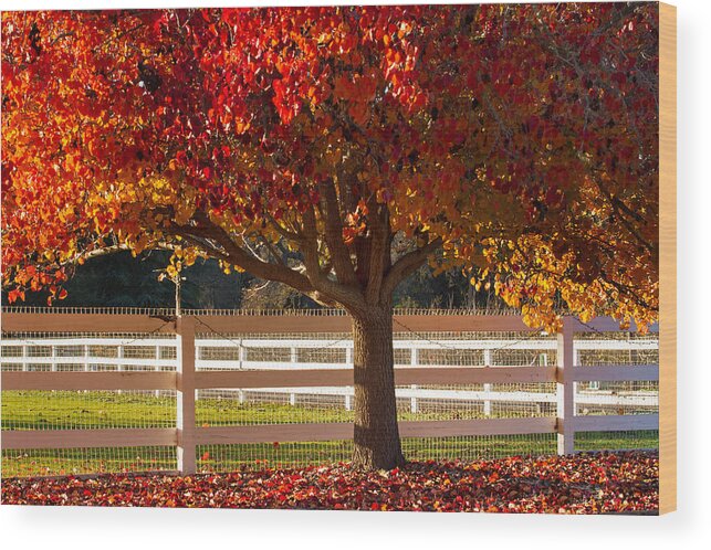 Santa Ynez Wood Print featuring the photograph Fall Color in Santa Ynez by Roger Mullenhour