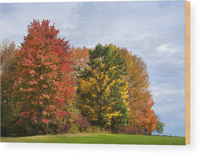 Fall Colors Wood Print featuring the photograph Fall Colors by Christina Rollo