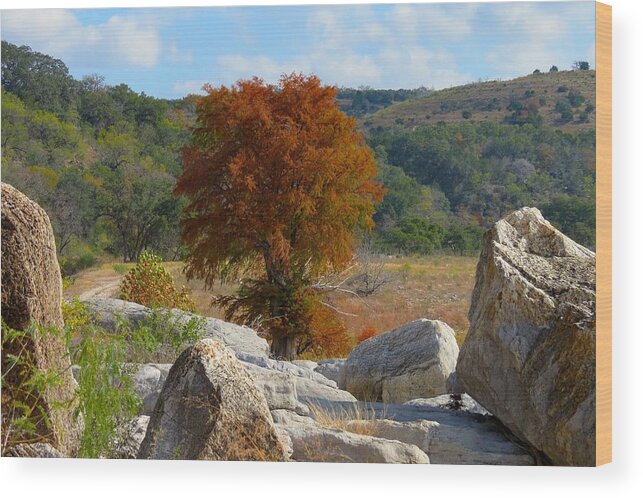 Fall Colors Wood Print featuring the photograph Fall Cypress by David Norman