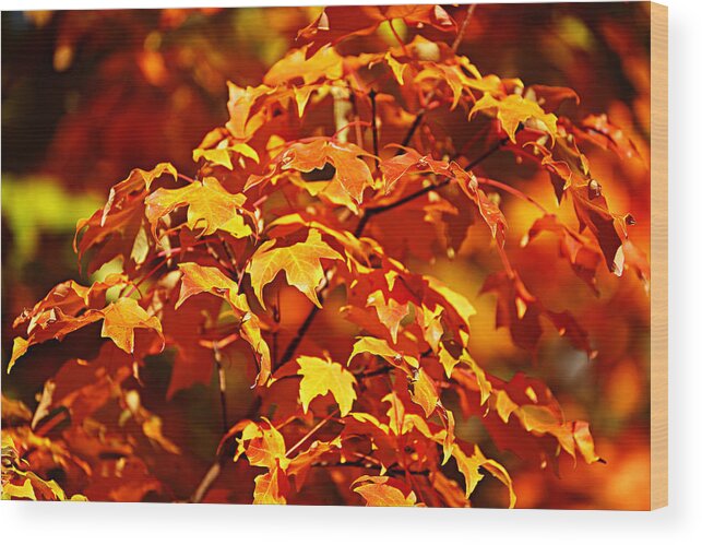 Autumn Wood Print featuring the photograph Fall Foliage Colors 14 by Metro DC Photography