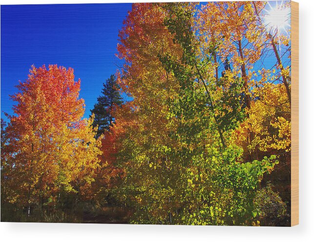 Aspen Trees Wood Print featuring the photograph Fall Foliage Palette by Scott McGuire