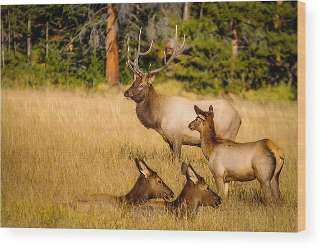 Elk Wood Print featuring the photograph Fall is Family Time by Edie Snell