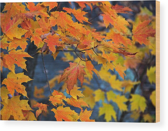 Conway Wood Print featuring the photograph Fall Leaves by Andrea Galiffi