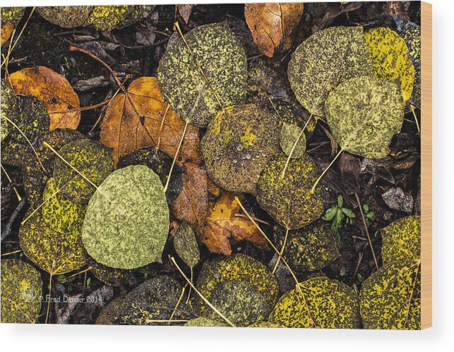 Fall Wood Print featuring the photograph Fall Leaves by Fred Denner