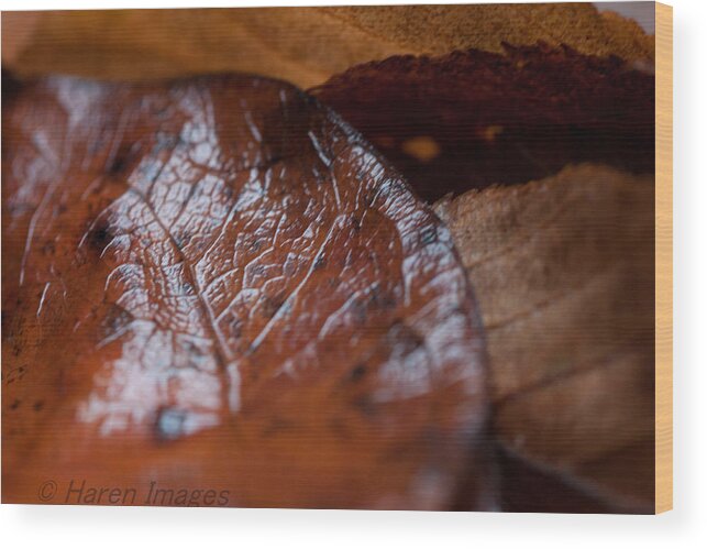 Fall Wood Print featuring the photograph Fall leaves by Haren Images- Kriss Haren
