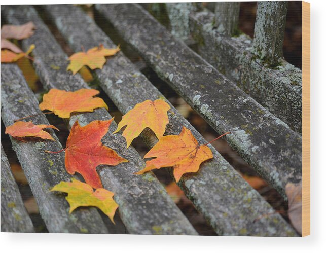 Fall Wood Print featuring the photograph Fall Leaves On A Bench by Forest Floor Photography