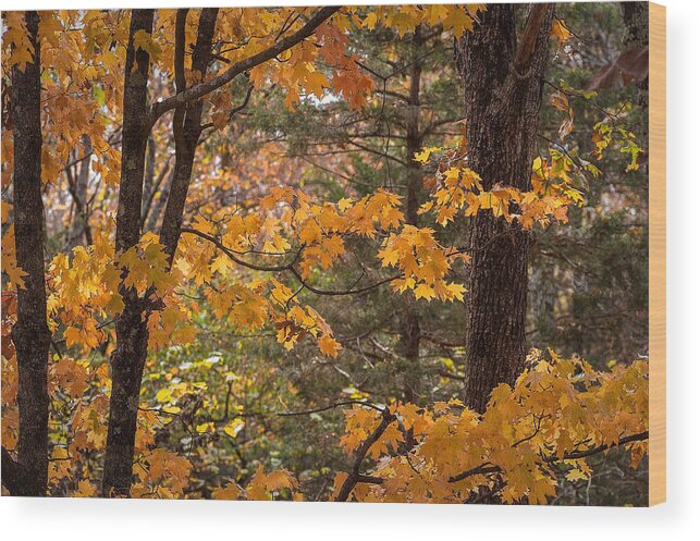 Maple Tree Wood Print featuring the photograph Fall Maples - 01 by Wayne Meyer