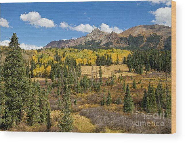 00559296 Wood Print featuring the photograph Fall Meadow Rocky Mountains Colorado by Yva Momatiuk John Eastcott