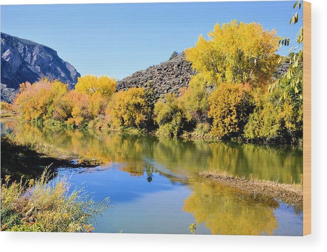 Cottonwoods Wood Print featuring the photograph Fall on the Rio Grande by Jacqui Binford-Bell