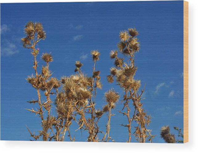 Thistles Wood Print featuring the photograph Fall thistles in Iowa by Diane Lent