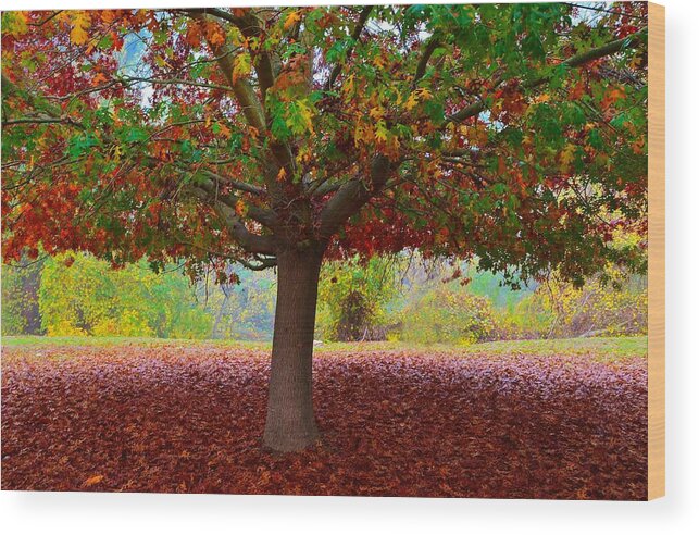 Fall Colors Wood Print featuring the photograph Fall Tree View by Marilyn MacCrakin