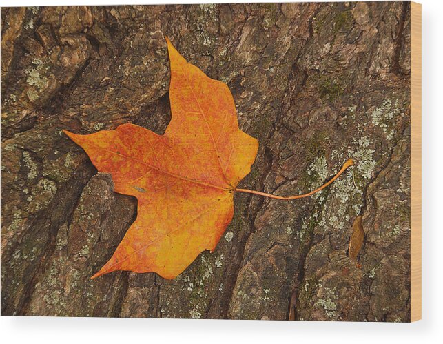 Leaf Wood Print featuring the photograph Fallen Leaf 2 by Leda Robertson