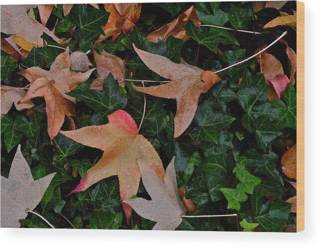 Leaves Wood Print featuring the photograph Fallen Leaves in Autumn by Kirsten Giving