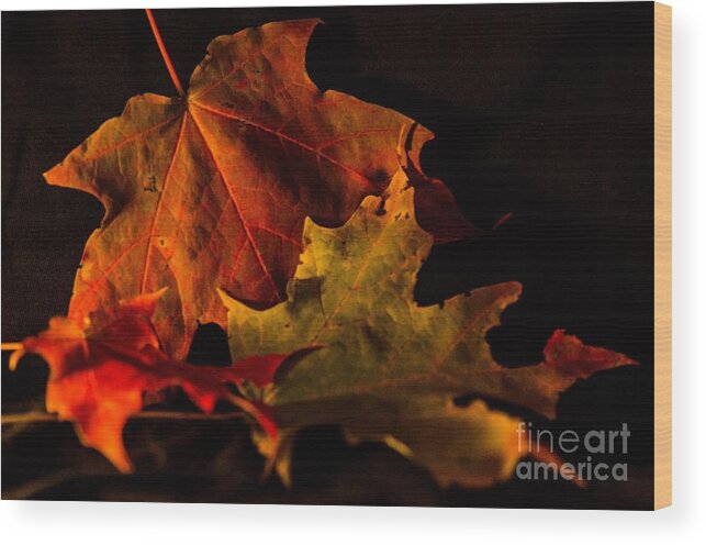 Leaves Wood Print featuring the photograph Fallen Leaves by Judy Wolinsky