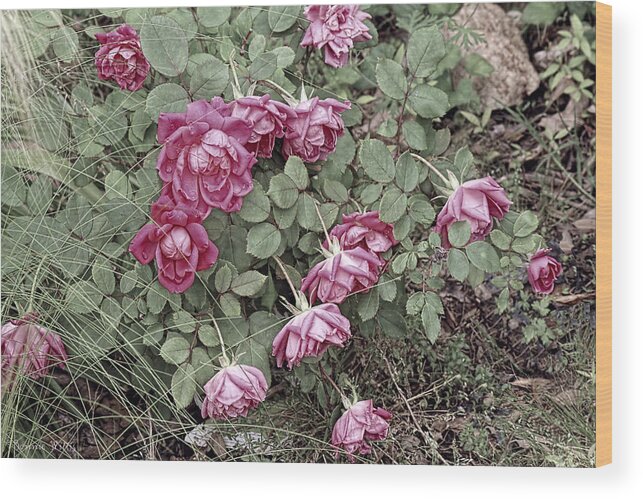 Roses Wood Print featuring the photograph Fallin' Roses by Bonnie Willis