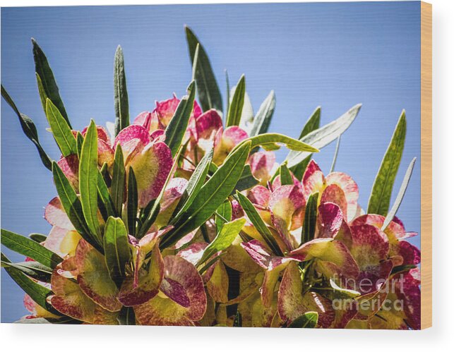 Spring Flowers Wood Print featuring the digital art Fanned Flowers by Georgianne Giese