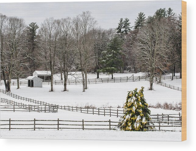 Horse Farm Wood Print featuring the photograph Horse Farm and the Tree by Mike Ste Marie