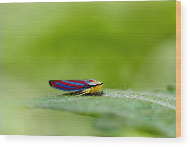 Leafhopper Wood Print featuring the photograph Fashion Bug - Leafhopper by Andrea Lazar