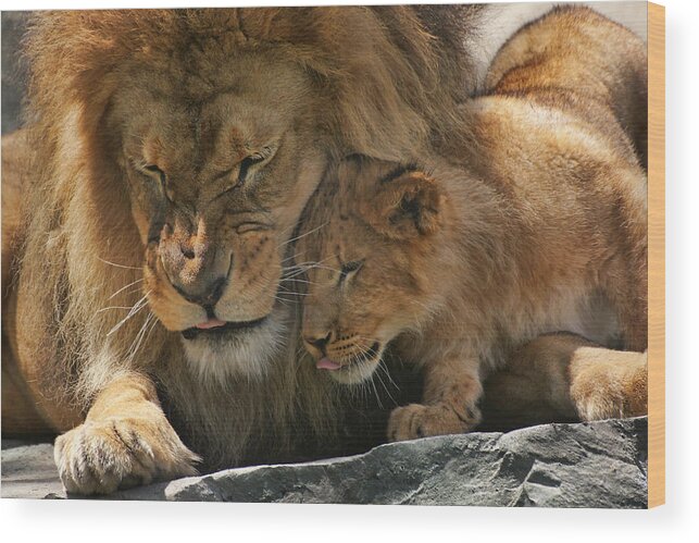 Lion Cub Wood Print featuring the photograph Father and Son by Leda Robertson
