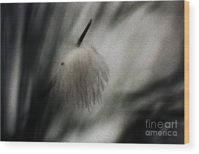 Feather Wood Print featuring the photograph Feather by Cassandra Buckley