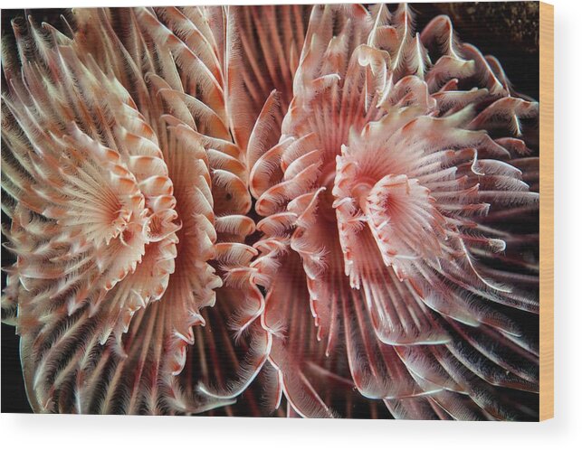Feather Duster Worm Wood Print featuring the photograph Feather Duster Worm by Ethan Daniels