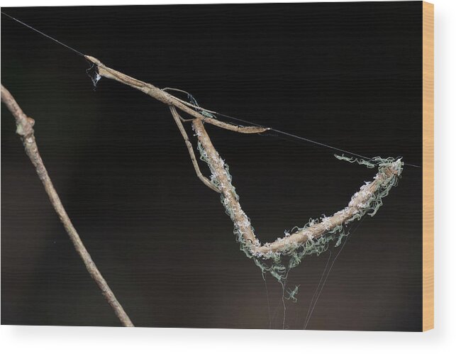 Feather-legged Spider Wood Print featuring the photograph Feather-legged Spider And Spiderlings by Melvyn Yeo