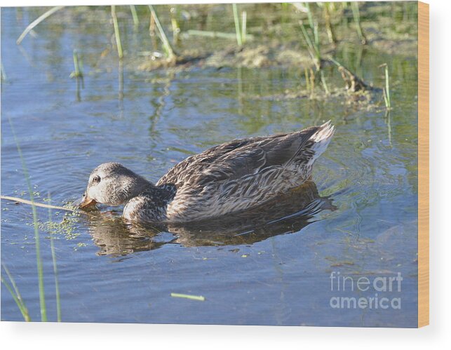 Duck Wood Print featuring the photograph Feathers and Light by Laurianna Taylor