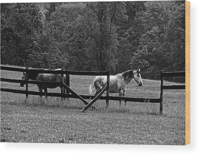 Black And White Photography Wood Print featuring the photograph Feeding Time by Andrea Galiffi