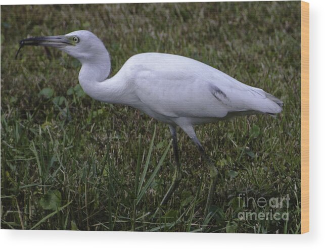 Great White Heron Wood Print featuring the photograph Feeding Time by Dale Powell