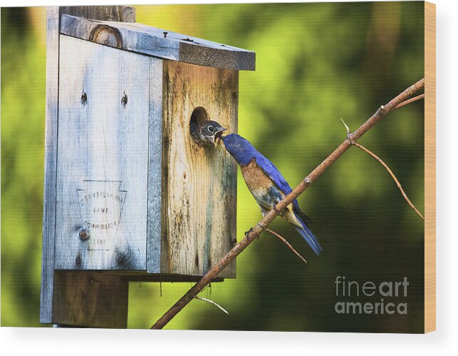 Bluebirds Wood Print featuring the photograph Box Lunch by Ronald Lutz