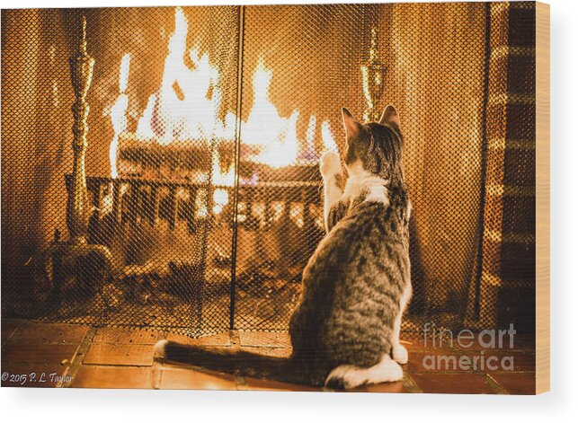 Cat Wood Print featuring the photograph Feline Fancy by Pamela Taylor