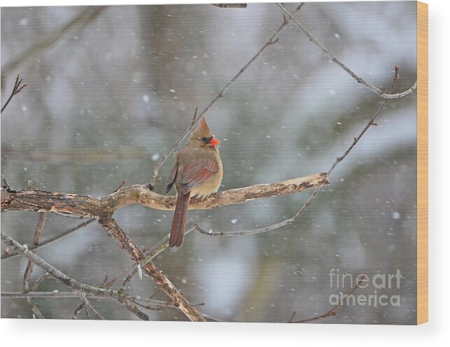 Female Cardinal Wood Print featuring the photograph Female Cardinal by Lila Fisher-Wenzel