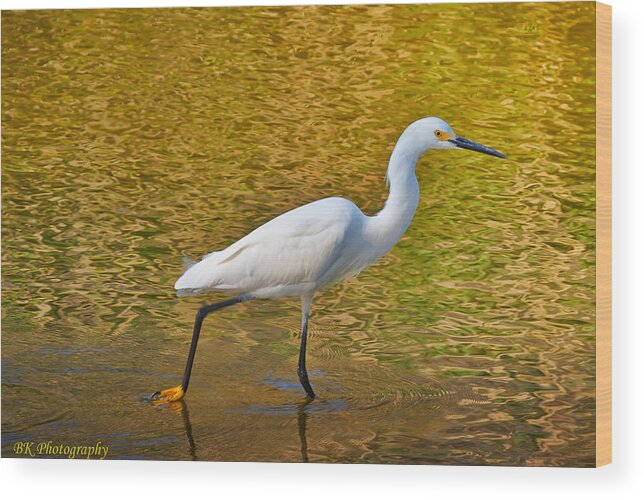 Bird Wood Print featuring the photograph Female Egret by Brian Simpson